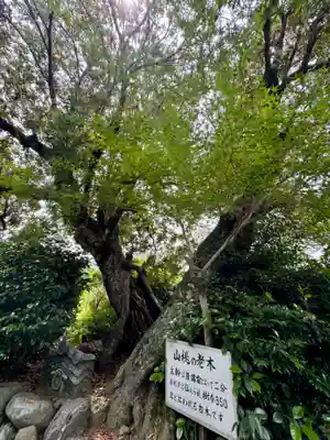 勧修寺(京都府)