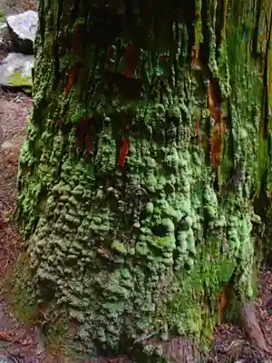 諏訪神社の自然