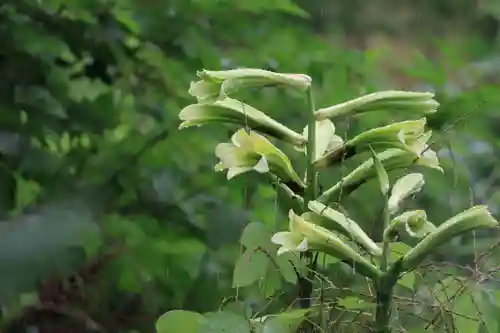 鹿島大神宮の自然
