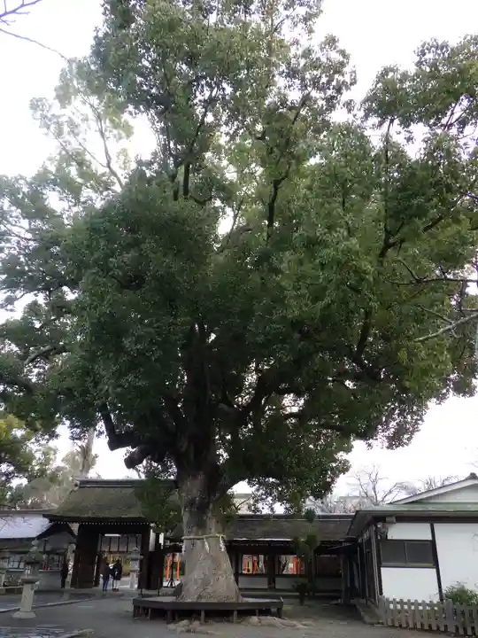 平野神社の自然