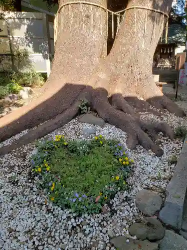 鳩ヶ谷氷川神社の庭園