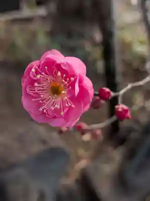成願寺(東京都)