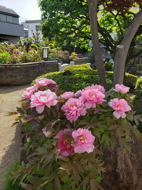 禅定院(東京都)