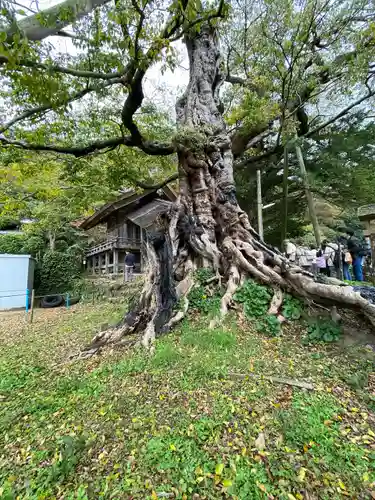 神魂伊能知奴志神社(島根県)