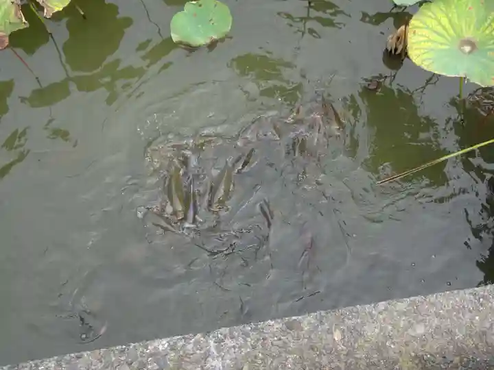 旗上弁財天社の動物