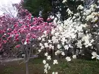 北海道神宮の自然