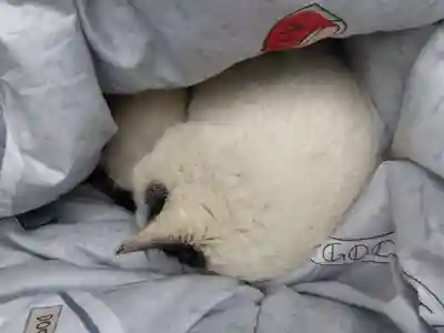 御誕生寺（猫寺）(福井県)