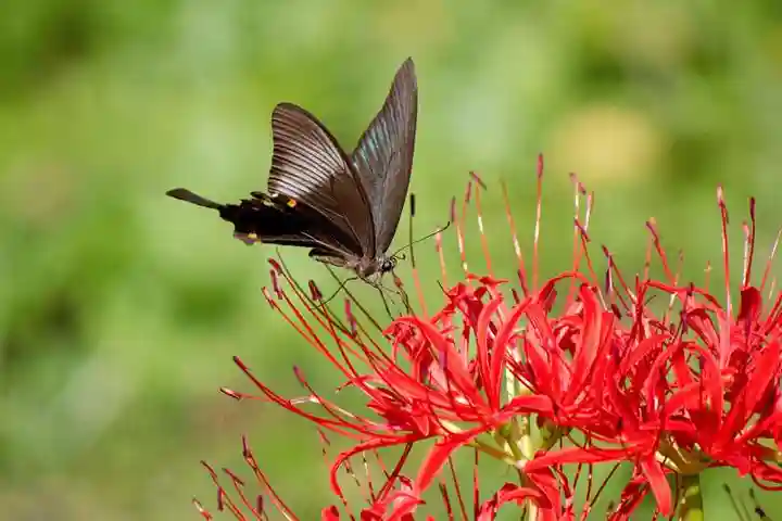 増上寺塔頭 三縁山 宝珠院の動物