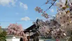 妙蓮寺の自然