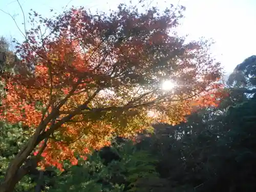 安國論寺（安国論寺）の自然