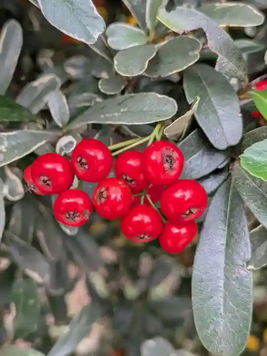 成子天神社(東京都)