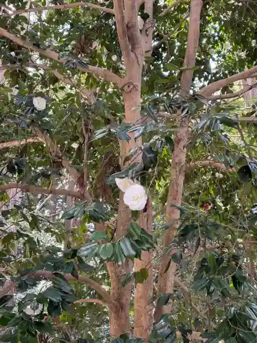 椿大神社の{uncategorized: "未分類", other: "その他", undefined: "問題あり", building: "その他建物", grave: "お墓", sacred_gate: "鳥居", guardian: "狛犬", statue: "像", buddha: "仏像", history: "歴史", nature: "自然", garden: "庭園", animal: "動物", pagoda: "塔", temizu: "手水舎", mountain_gate: "山門・神門", sanctuary: "本殿・本堂", subordinate: "末社・摂社", art: "芸術", scenery: "景色", jizo: "地蔵", ema: "絵馬", goshuin: "御朱印", omikuji: "おみくじ", items: "授与品その他", amulet: "お守り", goshuincho: "御朱印帳", eats: "食事", festival: "お祭り", votive_dance: "神楽", shichigosan: "七五三参", wedding: "結婚式", experience: "体験その他", initially: "初詣", around: "周辺", anti_infection: "感染症対策"}