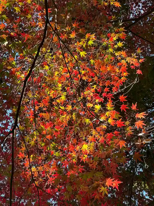 慈光寺(埼玉県)