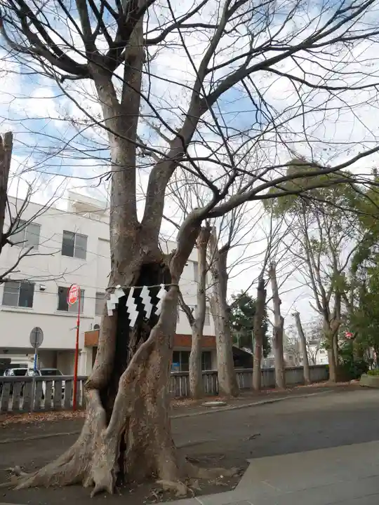 戸部杉山神社の自然
