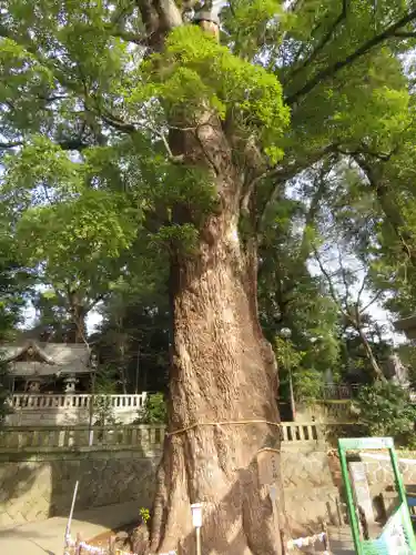 五所神社の自然