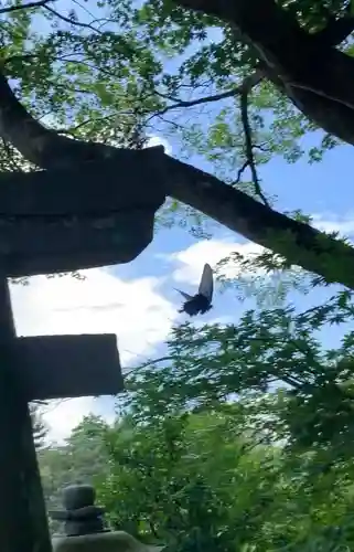 鏡石鹿嶋神社 ＊安産・開運・勝利の神さま＊の動物