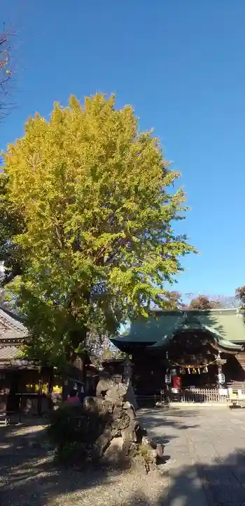 菊田神社の自然