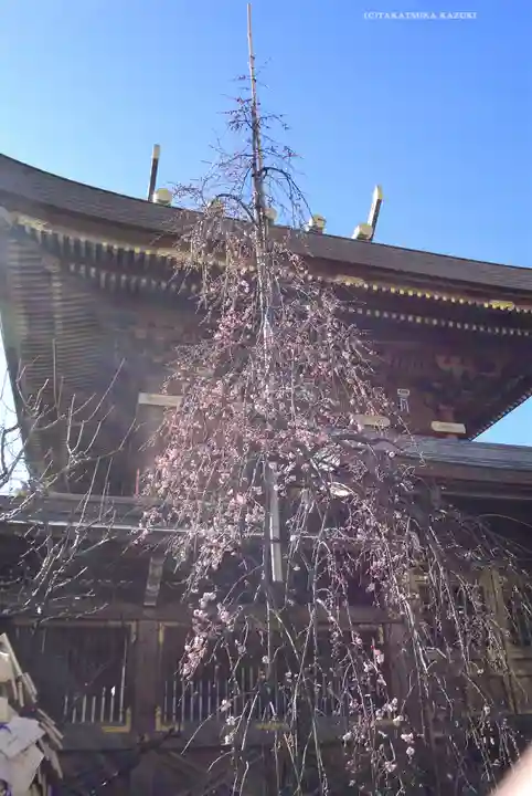 湯島天満宮(東京都)