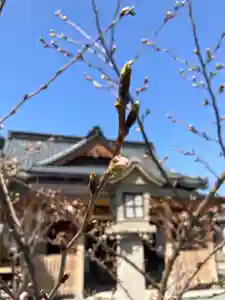 總社 和田八幡宮(福井県)(2024年04月01日(月) 19時53分35秒投稿)