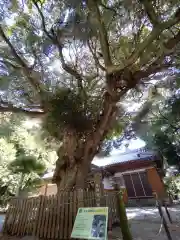 大久保神社の自然