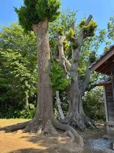 熊野神社(千葉県)