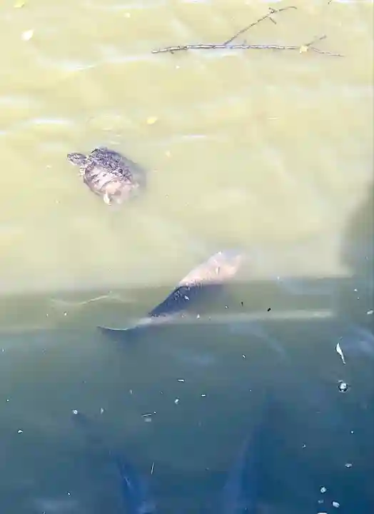 旗上弁財天社の動物