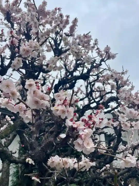 正法寺の{uncategorized: "未分類", other: "その他", undefined: "問題あり", building: "その他建物", grave: "お墓", sacred_gate: "鳥居", guardian: "狛犬", statue: "像", buddha: "仏像", history: "歴史", nature: "自然", garden: "庭園", animal: "動物", pagoda: "塔", temizu: "手水舎", mountain_gate: "山門・神門", sanctuary: "本殿・本堂", subordinate: "末社・摂社", art: "芸術", scenery: "景色", jizo: "地蔵", ema: "絵馬", goshuin: "御朱印", omikuji: "おみくじ", items: "授与品その他", amulet: "お守り", goshuincho: "御朱印帳", eats: "食事", festival: "お祭り", votive_dance: "神楽", shichigosan: "七五三参", wedding: "結婚式", experience: "体験その他", initially: "初詣", around: "周辺", anti_infection: "感染症対策"}