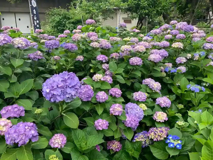 白山神社の自然