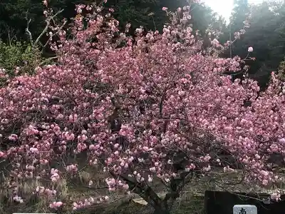 木舟山　順教寺の自然