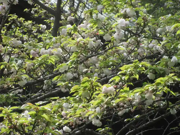 安國論寺(安国論寺)の自然