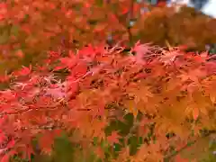 神魂神社の自然