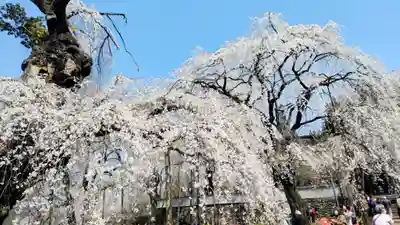 清雲寺(埼玉県)