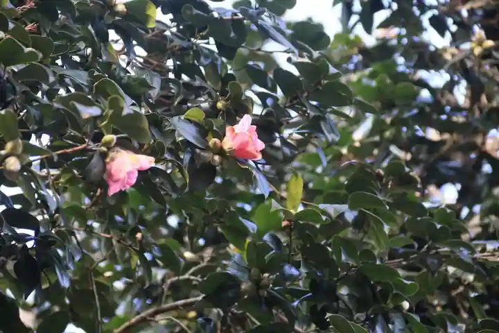 鹿島大神宮の自然
