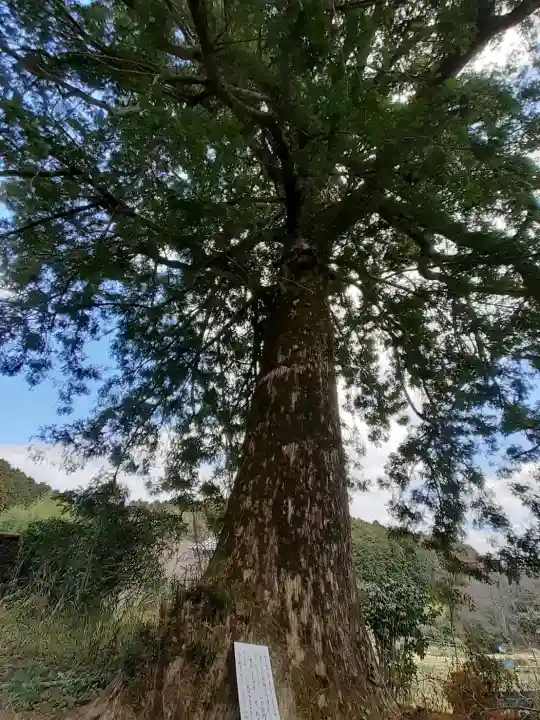 橋本院の{uncategorized: "未分類", other: "その他", undefined: "問題あり", building: "その他建物", grave: "お墓", sacred_gate: "鳥居", guardian: "狛犬", statue: "像", buddha: "仏像", history: "歴史", nature: "自然", garden: "庭園", animal: "動物", pagoda: "塔", temizu: "手水舎", mountain_gate: "山門・神門", sanctuary: "本殿・本堂", subordinate: "末社・摂社", art: "芸術", scenery: "景色", jizo: "地蔵", ema: "絵馬", goshuin: "御朱印", omikuji: "おみくじ", items: "授与品その他", amulet: "お守り", goshuincho: "御朱印帳", eats: "食事", festival: "お祭り", votive_dance: "神楽", shichigosan: "七五三参", wedding: "結婚式", experience: "体験その他", initially: "初詣", around: "周辺", anti_infection: "感染症対策"}