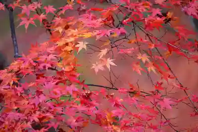 三春大神宮の自然