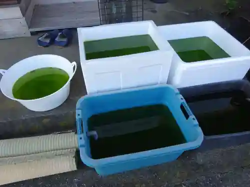 伊勢原 法泉寺の動物