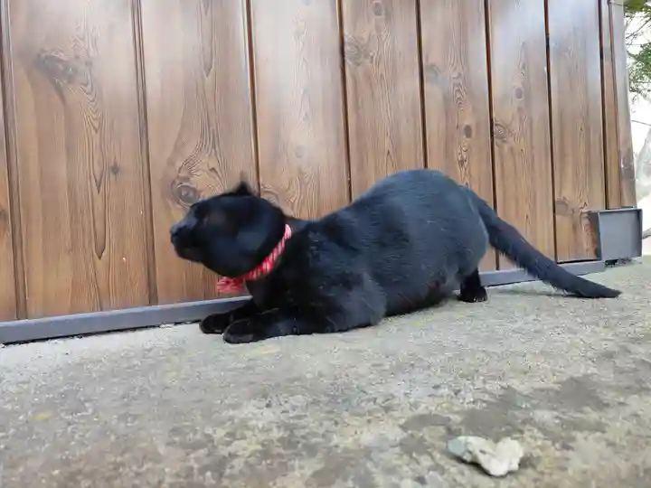 高司神社〜むすびの神の鎮まる社〜(福島県)