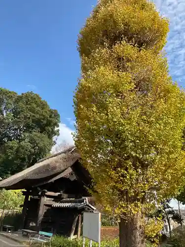 横浜　西方寺の自然