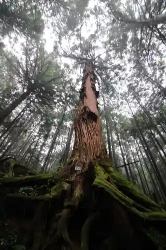 武蔵御嶽神社の自然