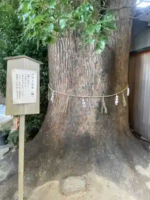 菅生神社(愛知県)