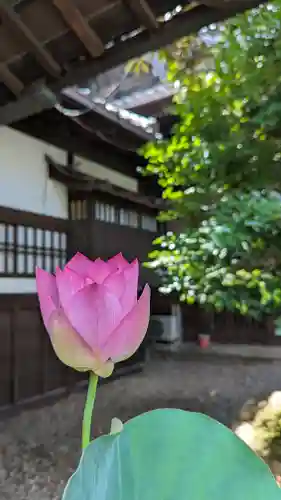 行願寺（革堂）の自然