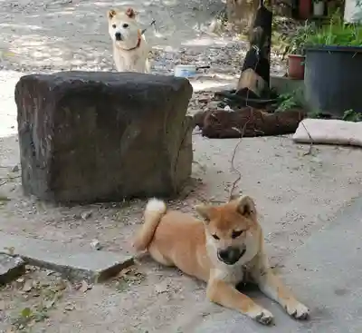 船川八幡宮の動物