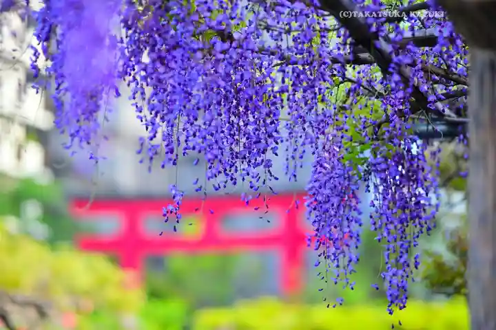 亀戸天神社(東京都)