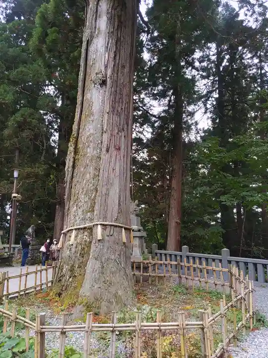 戸隠神社中社の自然