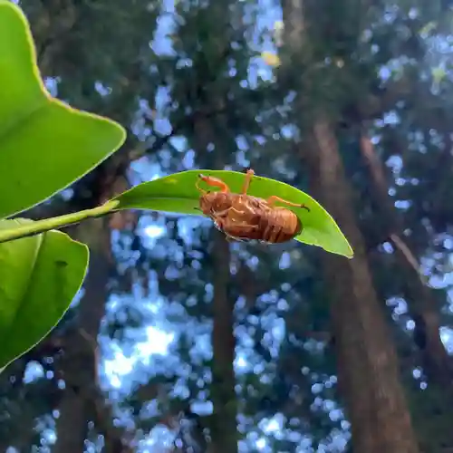 大宮温泉神社の自然