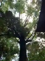 日吉神社(千葉県)