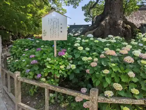 太宰府天満宮の庭園