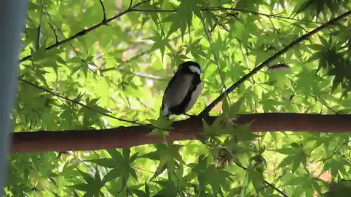 明月院(神奈川県)