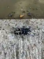 歓喜院(茨城県)