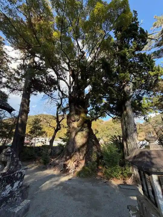 川津来宮神社の{uncategorized: "未分類", other: "その他", undefined: "問題あり", building: "その他建物", grave: "お墓", sacred_gate: "鳥居", guardian: "狛犬", statue: "像", buddha: "仏像", history: "歴史", nature: "自然", garden: "庭園", animal: "動物", pagoda: "塔", temizu: "手水舎", mountain_gate: "山門・神門", sanctuary: "本殿・本堂", subordinate: "末社・摂社", art: "芸術", scenery: "景色", jizo: "地蔵", ema: "絵馬", goshuin: "御朱印", omikuji: "おみくじ", items: "授与品その他", amulet: "お守り", goshuincho: "御朱印帳", eats: "食事", festival: "お祭り", votive_dance: "神楽", shichigosan: "七五三参", wedding: "結婚式", experience: "体験その他", initially: "初詣", around: "周辺", anti_infection: "感染症対策"}